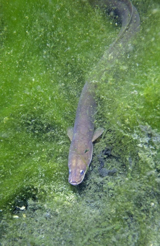 Anguille Louis Marie Preau site internet