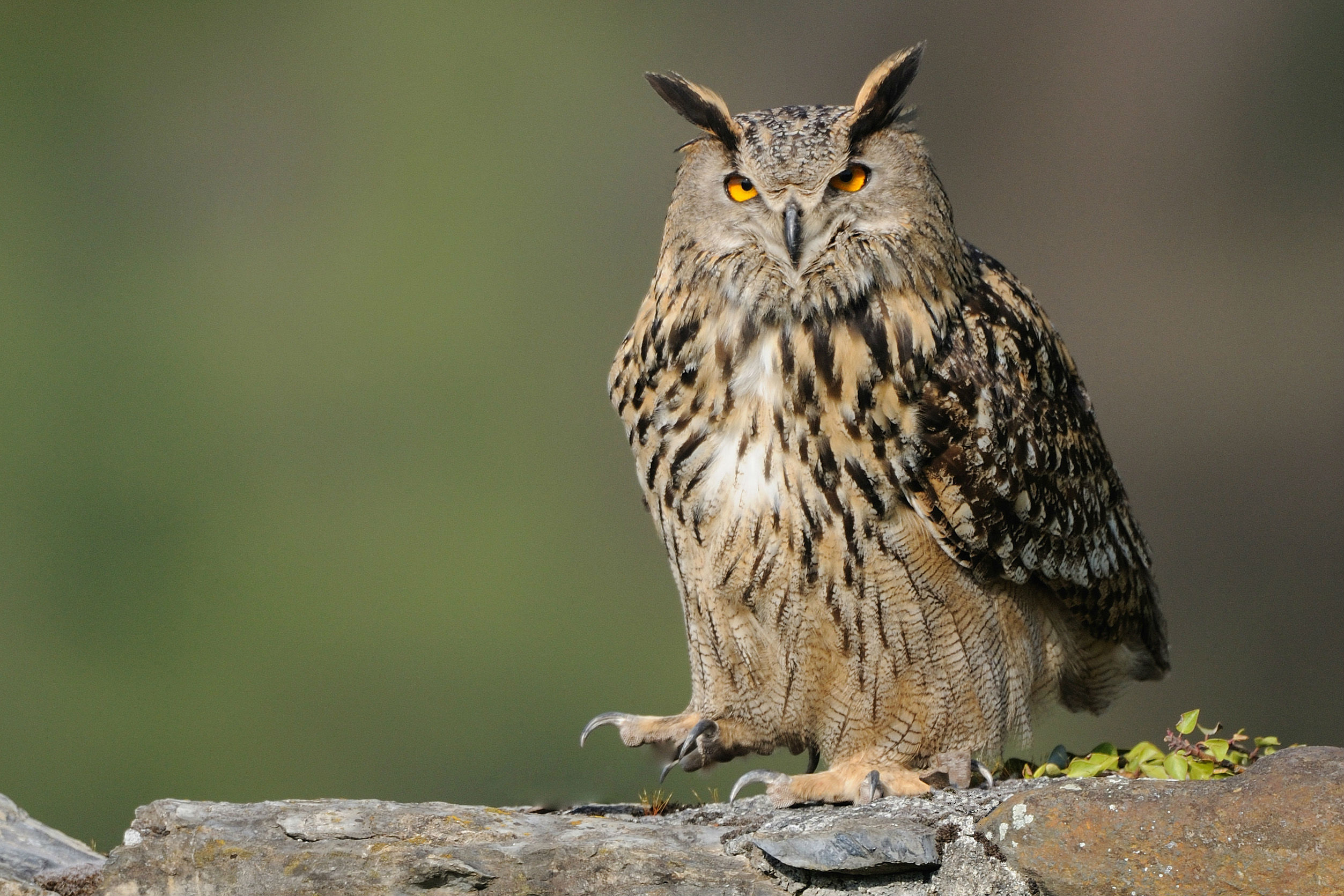 Grand duc © G Trunet
