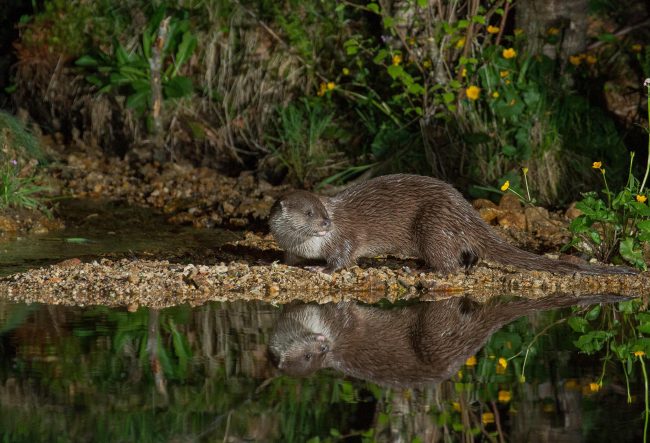 Loutre stephane Raimond site internet