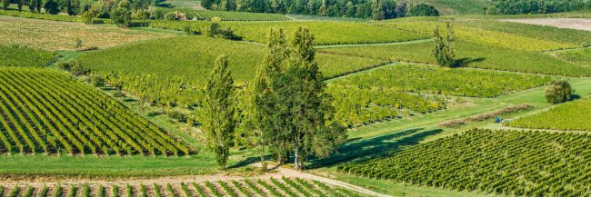 15182-france-Dordogne-Vignoble-du-chateau-Belingard-panorama-sentucq.h