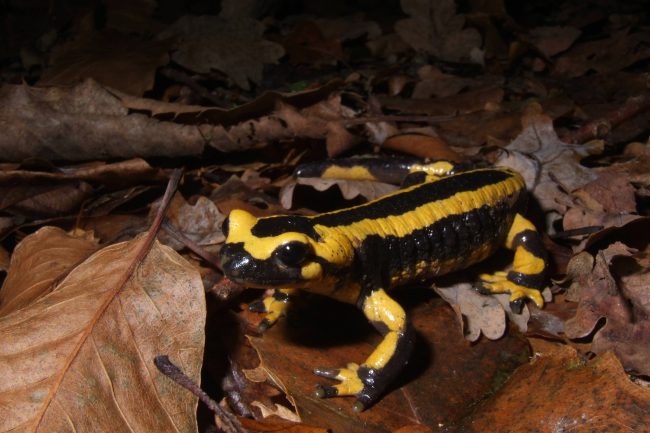 © CPIE Haute Corrèze