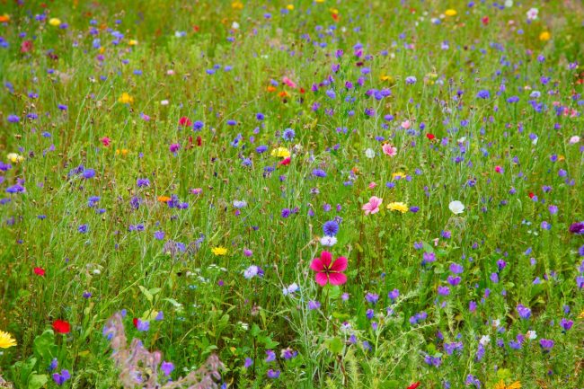colorful-wildflowers-1411744539SV0