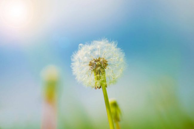dandelion-1370026823O1i