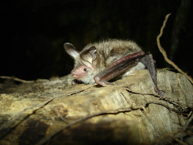 Murin de bechstein © Pascal verdeyroux